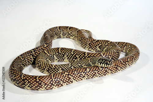 Eastern kingsnake, Florida Kingsnake // Ketten-Königsnatter, Kettennatter, Florida-Kettennatter (Lampropeltis getula floridana) photo