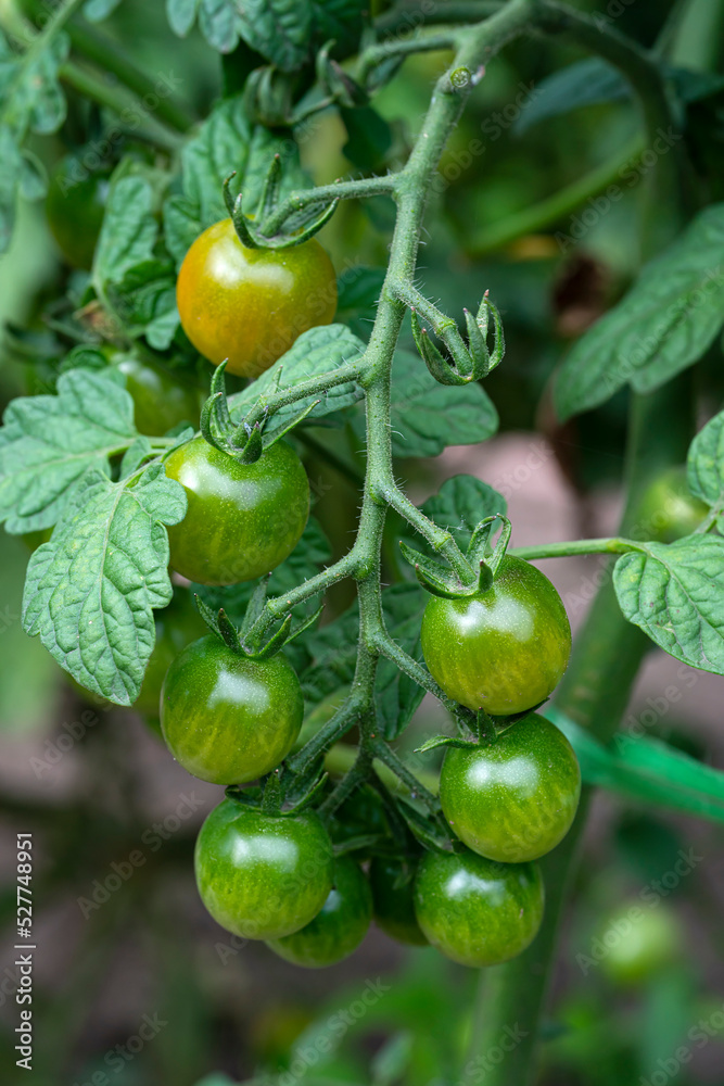 A branch with green, ripening cherry tomatoes. Vegetables grown in our own garden. High quality photo