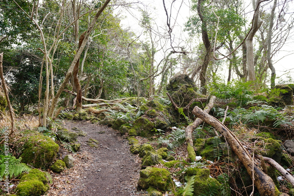 fallen trees and pathway in winter forest
fallen trees and pathway in winter forest