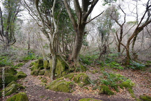 mossy rocks and old trees in wild winter forest 