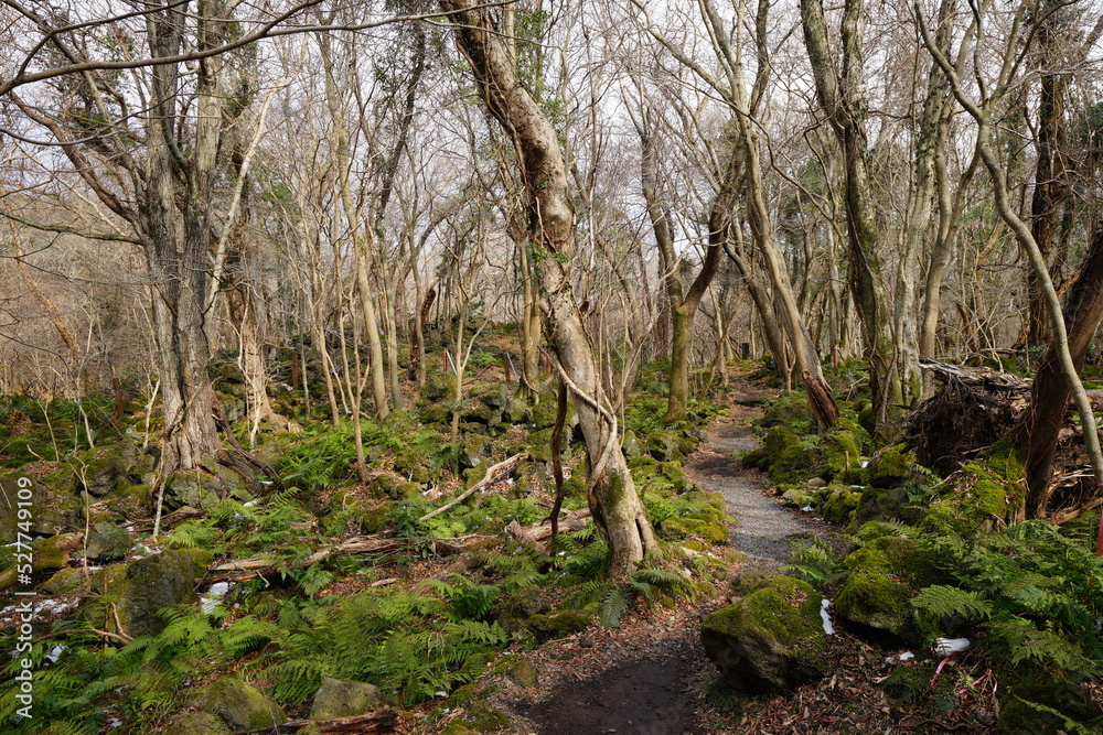 lonely path through mossy rocks and bare trees lonely path through mossy rocks and bare trees