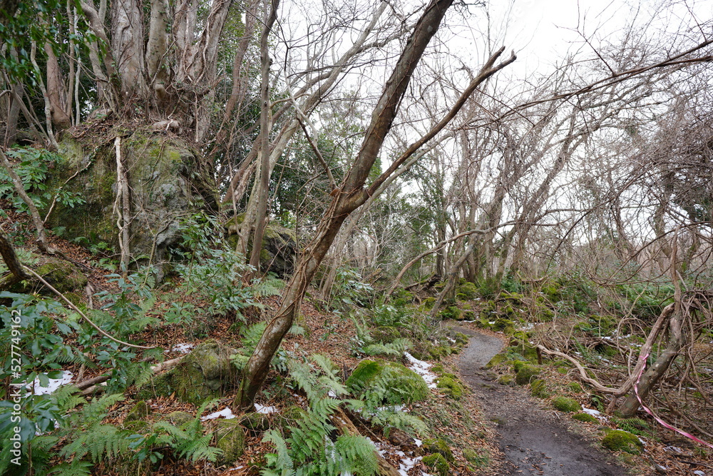 lonely path through mossy rocks and bare trees lonely path through mossy rocks and bare trees