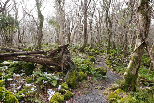 fallen trees and pathway in winter forest 