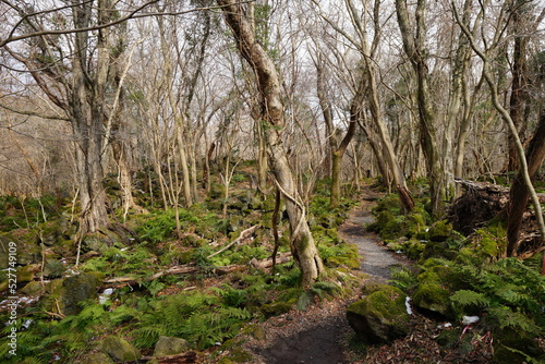 lonely path through mossy rocks and bare trees