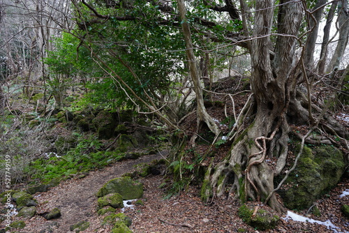 mossy rocks and old trees in wild winter forest 