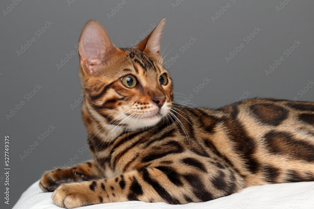 portrait of a bengali poro cat