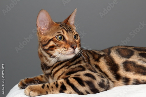 portrait of a bengali poro cat