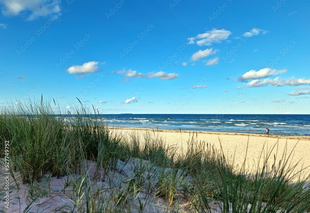 grass on the beach