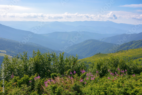 purple fireweed on the hill. flora of carpathian mountains. svydovets ridge in the distance. sunny weather with clouds on the bright sky