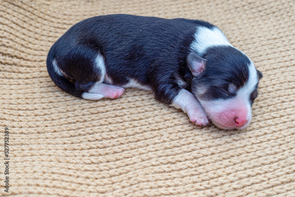 newborn puppies breed jack russel terrier sleeping   eyes have not opened yet  basket feeding blanket.