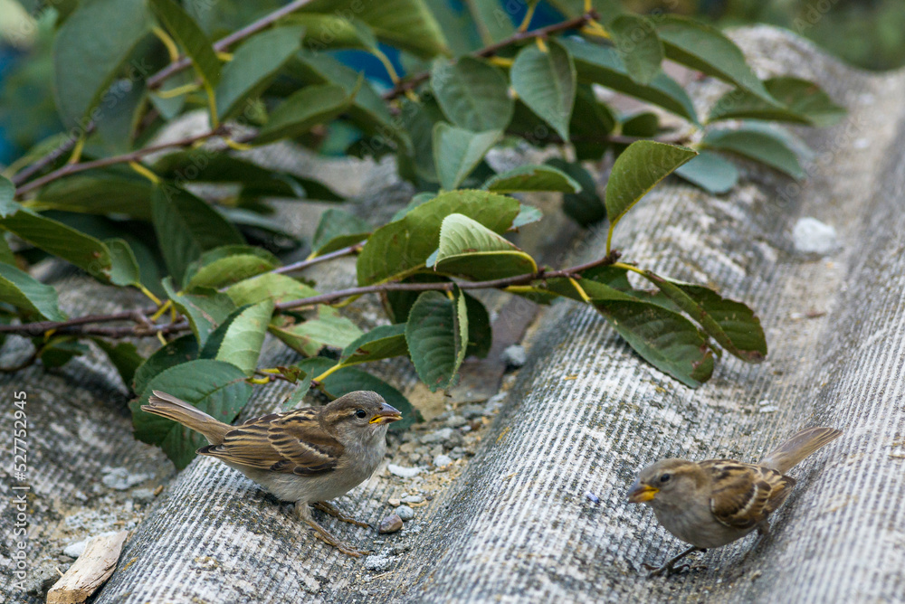 Sparrow bird is perching on asbestos roof, (Passer montanus) space SUMMER, EUROPA Moldova Closeup blue Sparrow bird is perching on asbestos roof, (Passer montanus) space SUMMER, EUROPA Moldova Closeup blue