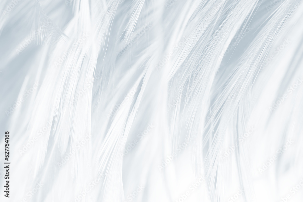 Obraz premium Beautiful white baby blue colors tone feather pattern texture cool background for decorative design wallpaper and other