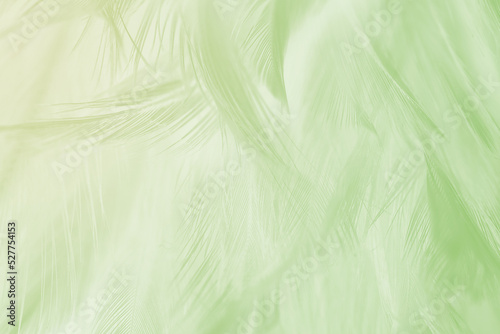 Beautiful feather color light green pastel pattern texture background
