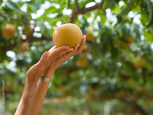 Woman hands holding japanese pear in orchard.
