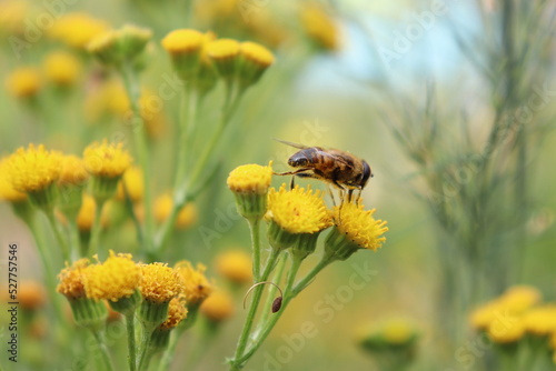 bee on flower