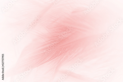 Beautiful pink lines feather texture pattern background