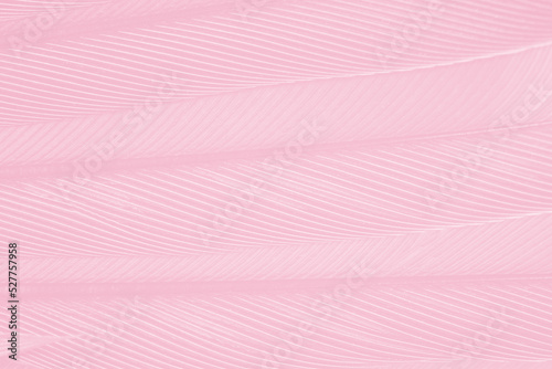 Beautiful soft pink pastel color trends feather pattern texture background