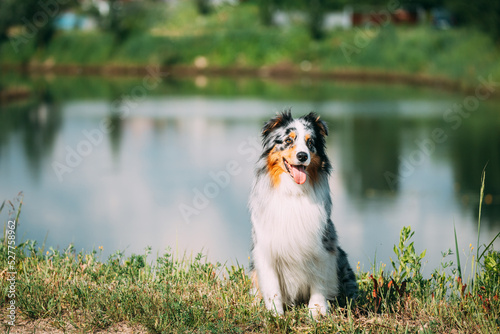 Funny Red And White Australian Shepherd Dog Sitting Near Lake. Aussie Is A Medium-sized Breed Of Dog That Was Developed On Ranches In The Western United States, During The 19th Century. Aussie Dog