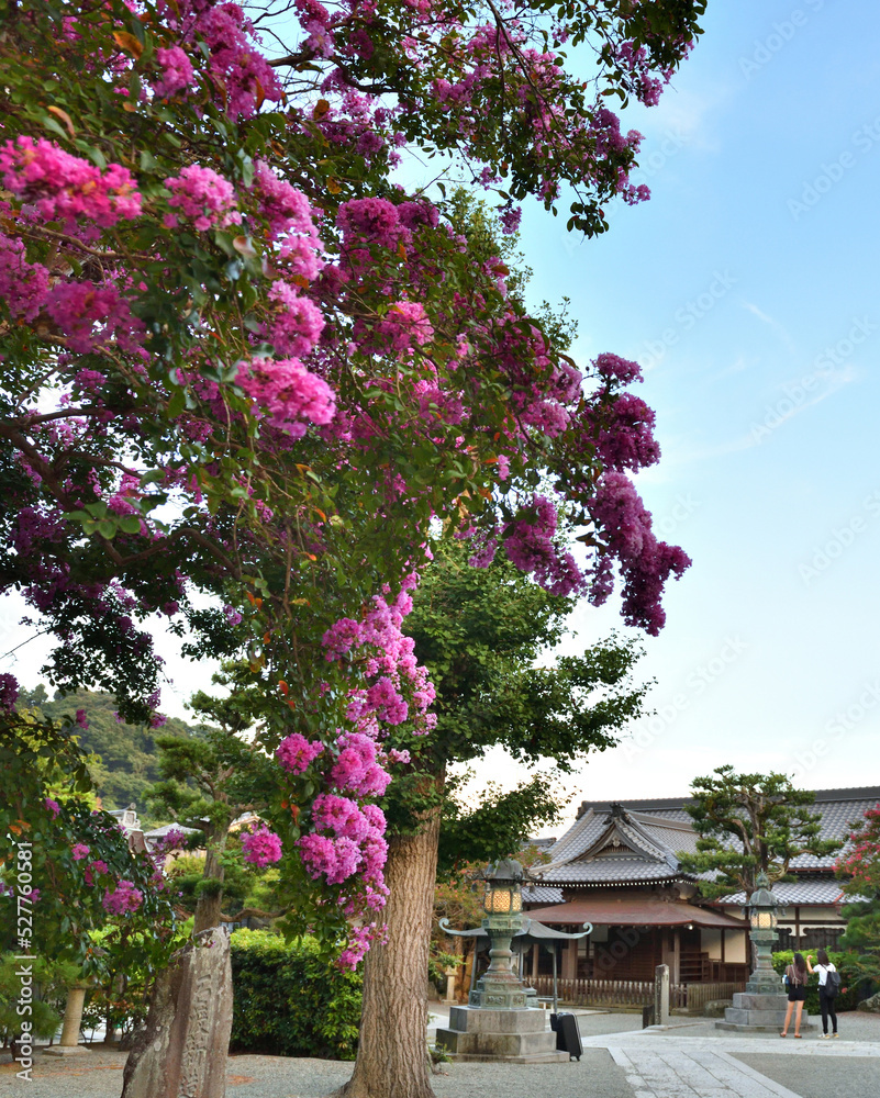 鎌倉の寺の境内に咲く紅い百日紅の花