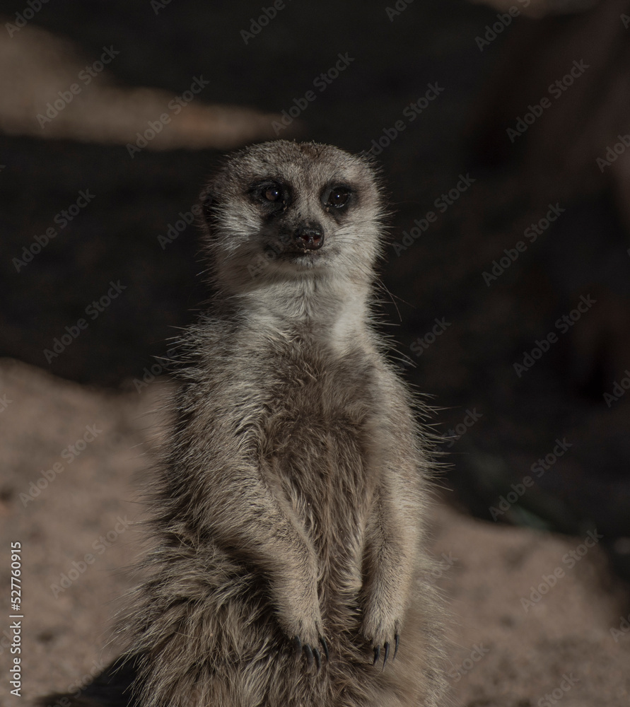 Fototapeta premium Meerkat 