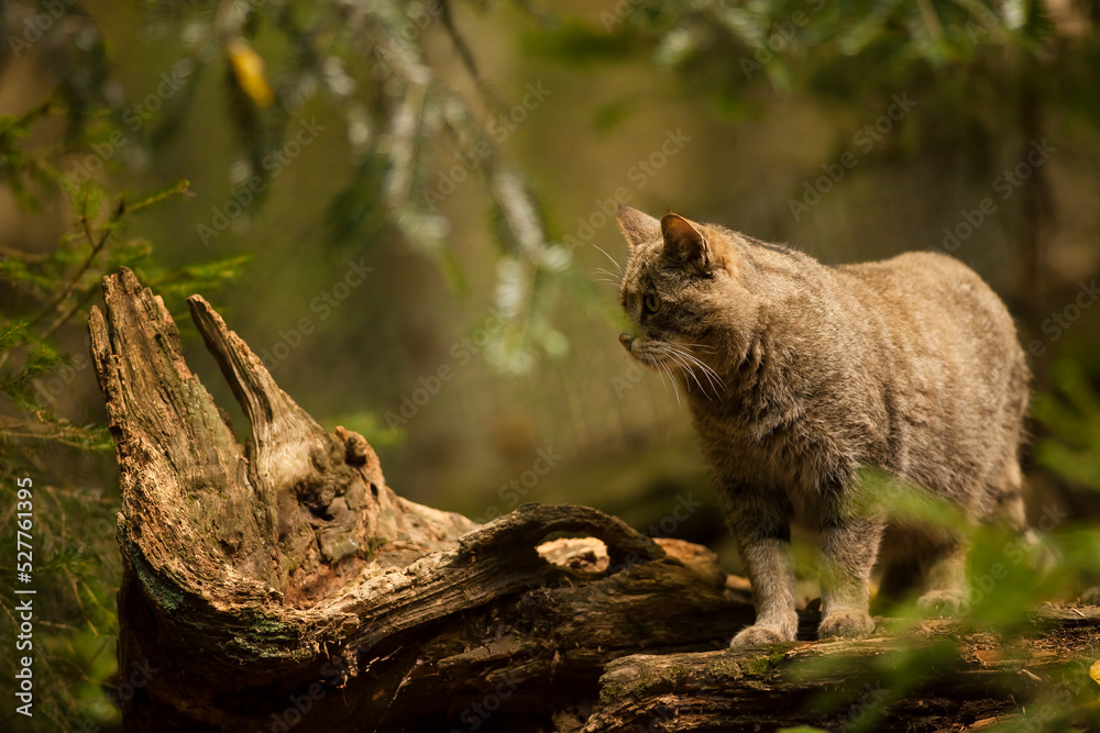 Wild cat hunting in the dark forest. Wildlife photography. Wild cat hunting in the dark forest. Wildlife photography.