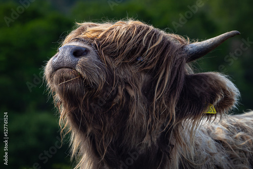 Morning sunrise with Highland cattle in the highlands of Scotland 