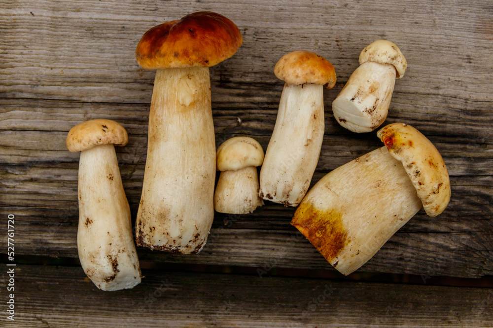 Freshly picked porcini mushrooms on rustic wooden table. Top view Freshly picked porcini mushrooms on rustic wooden table. Top view