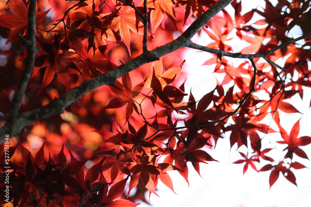 deep red fall leaves