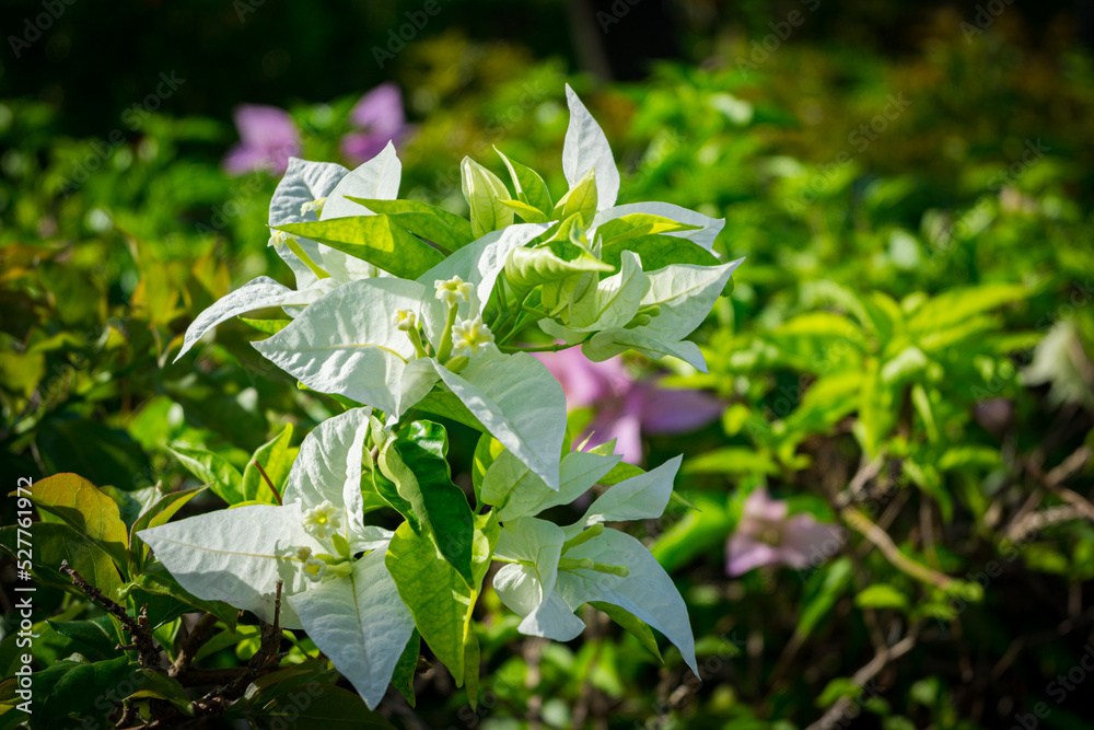 Obraz premium flower reflecting morning sunlight in Palau
