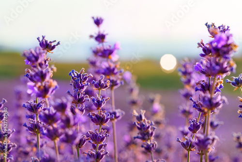Beautiful lavender flowers close up on a field