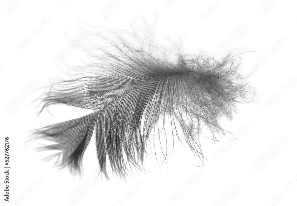 Obraz premium Bird swan black feather on white background