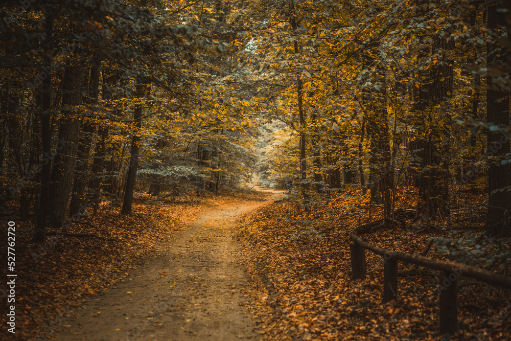 Jesienna droga w lesie.