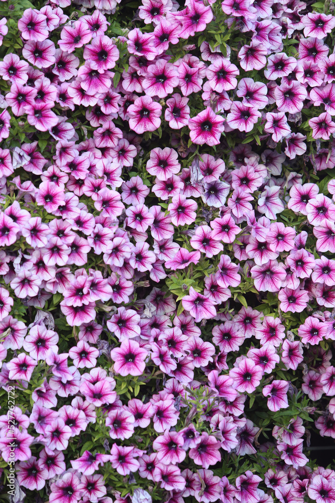 Obraz premium Pink, purple flowers of surfinia (ampelous petunia). Summer flowers. Floral postcard with pink surfinia. Garden, seasonal gardening. Purple surfinia blossom. Pink bloom of surfinia