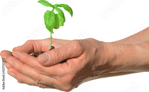 Hands Cupping and Holding a Small Green Plant and Soil