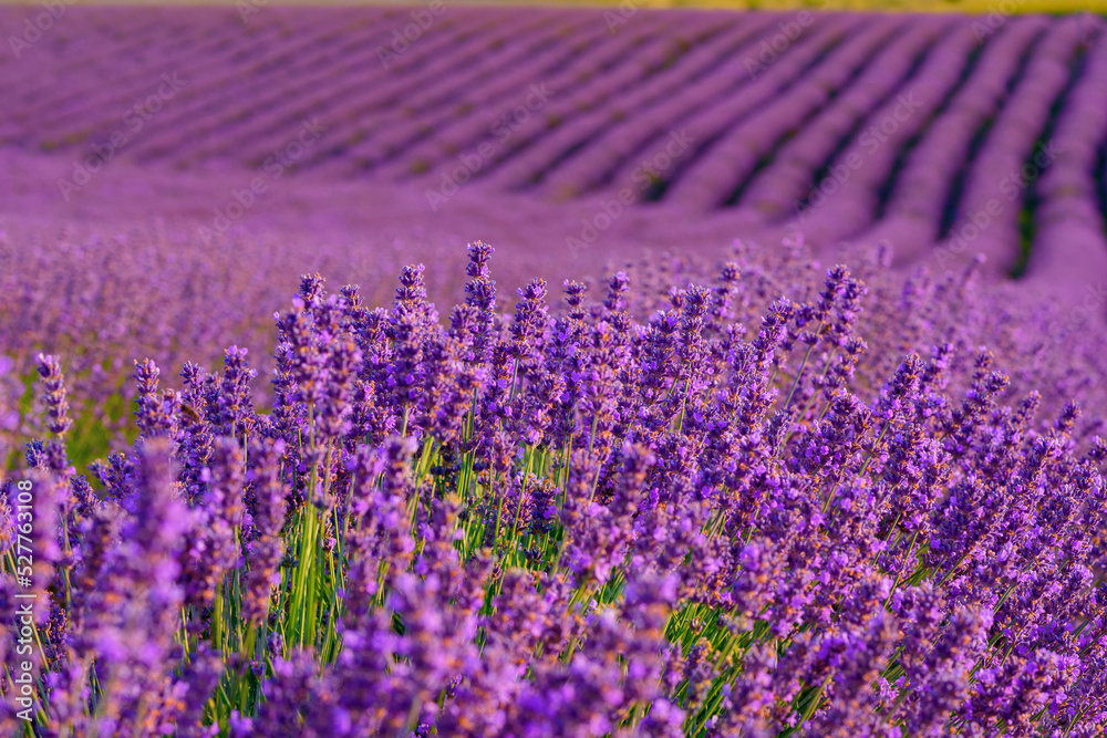 Naklejka premium Lavender field rows in summer on sunset