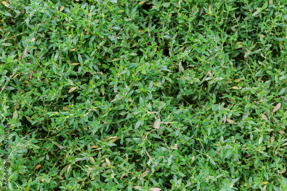 Top view of the common knotgrass on meadow close-up Top view of the common knotgrass on meadow close-up