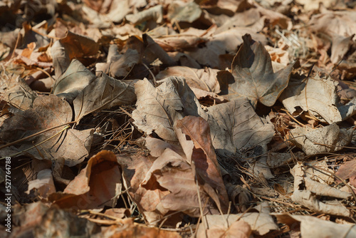 Fallen dry leaves close-up, selective focus, effects of drought in the forests. Fire hazard, idea for a splash screen or banner to highlight environmental issues related to climate change