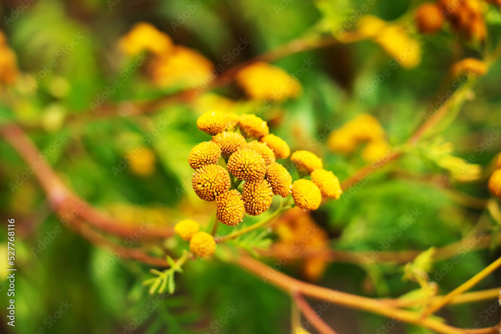 Branch of yellow mimosa on background of greenery Branch of yellow mimosa on background of greenery