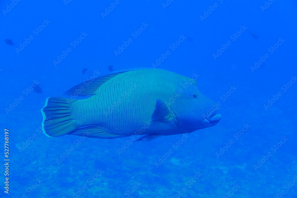 Naklejka premium Scuba diving at Blue corner in Palau. Diving on the reefs of the Palau archipelago.