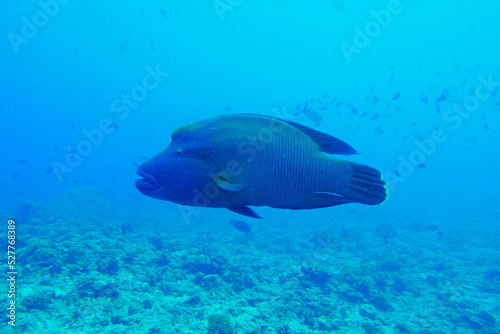 Scuba diving at Blue corner in Palau. Diving on the reefs of the Palau archipelago.