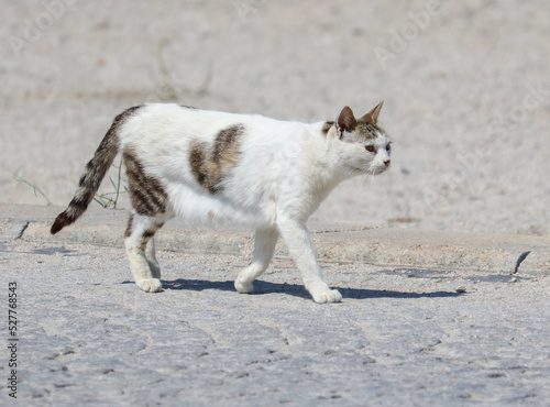 The cat is walking along the road