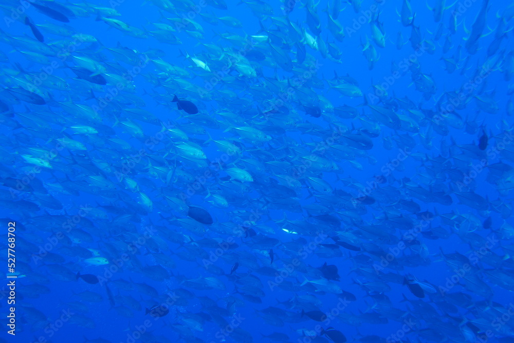 Scuba diving at Blue corner in Palau. Diving on the reefs of the Palau archipelago. Scuba diving at Blue corner in Palau. Diving on the reefs of the Palau archipelago.