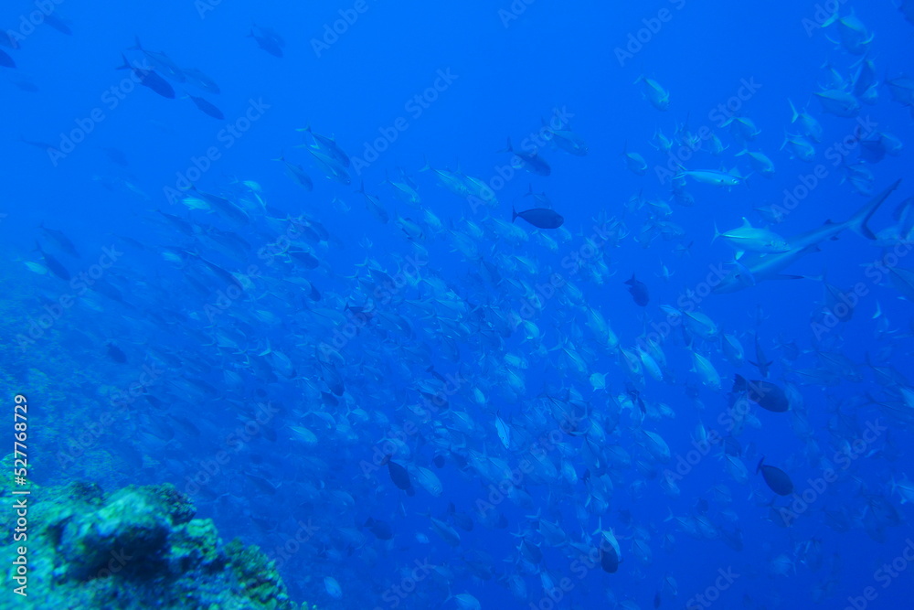 Scuba diving at Blue corner in Palau. Diving on the reefs of the Palau archipelago.