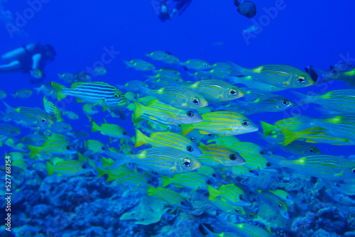 Scuba diving at Blue corner in Palau. Diving on the reefs of the Palau archipelago.