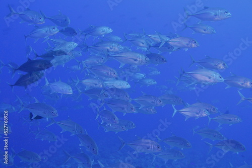 Scuba diving at Blue corner in Palau. Diving on the reefs of the Palau archipelago.