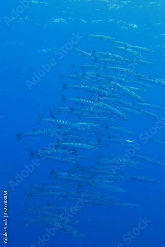 Scuba diving at Blue corner in Palau. Diving on the reefs of the Palau archipelago.