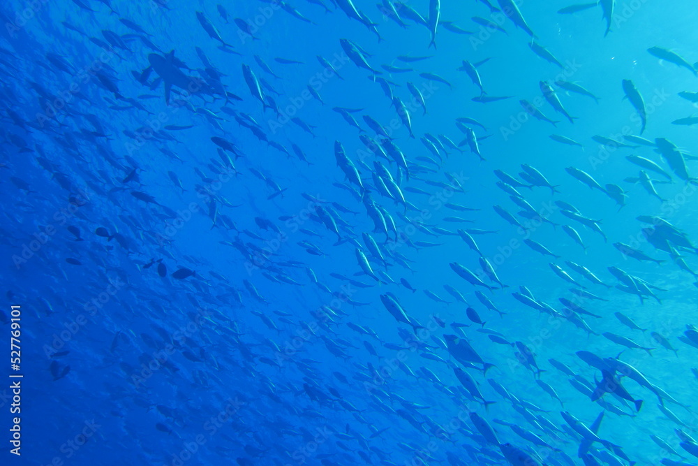 Scuba diving at Blue corner in Palau. Diving on the reefs of the Palau archipelago.