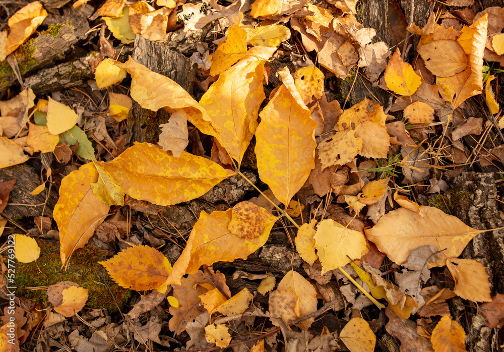 Yellow autumn leaves lie on the ground in autumn.