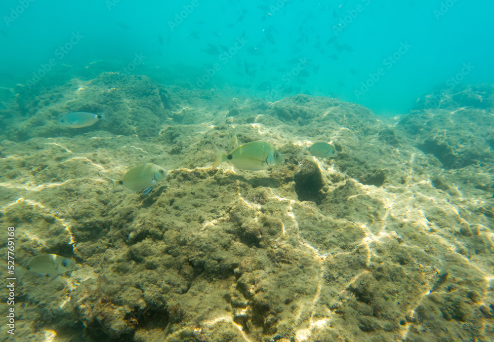 A school of fish swims in the sea. A school of fish swims in the sea.