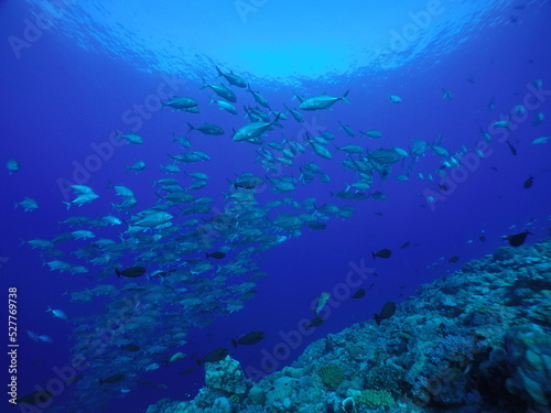 Scuba diving at Blue corner in Palau. Diving on the reefs of the Palau archipelago. © Optimistic Fish